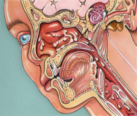 anatomy | Throat anatomy, Human anatomy female, Medical illustration