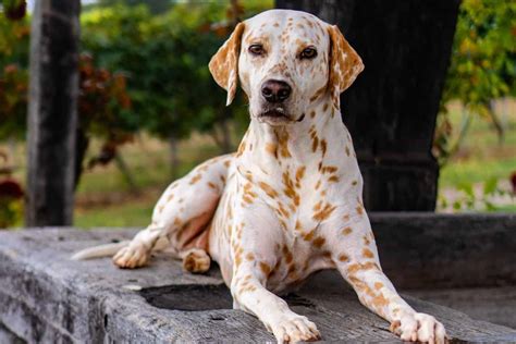 Lemon Dalmatian – A Special Breed Or A “Golden Edition”?