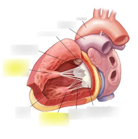 Papillary Muscles Diagram | Quizlet