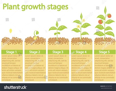 Plants Growing Infographic Plants Growing Process Stock-vektor ...