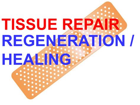 Tissue Repair Regeneration