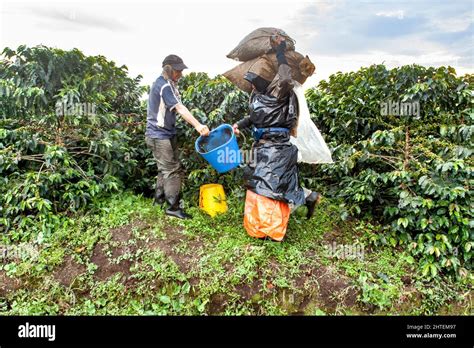 Coffee farm workers, Colombia Stock Photo - Alamy