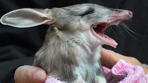 Adelaide Zoo’s baby Bilby ‘ambassador’ for vulnerable species | Adelaide Now