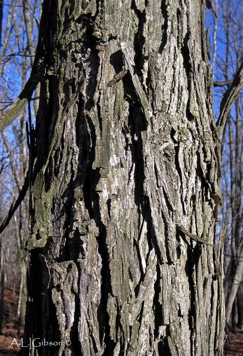 The Buckeye Botanist: Care to Learn Your Carya's (Hickories)?