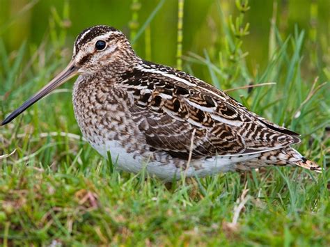 12 Snipe Drumming | Sussex Wildlife Trust