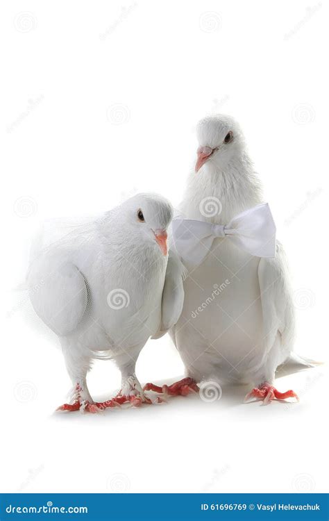 Wedding doves stock image. Image of religious, pure, celebration - 61696769