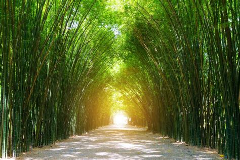 Tunnel bamboo tree with sunlight. 10717854 Stock Photo at Vecteezy