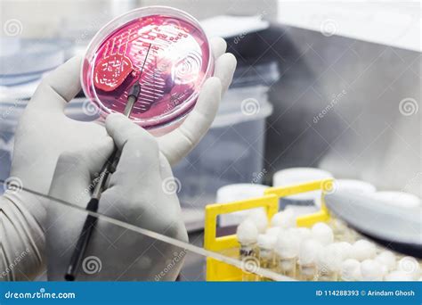 Bacterial Inoculation On A Culture Plate Using Inoculation Loop By ...