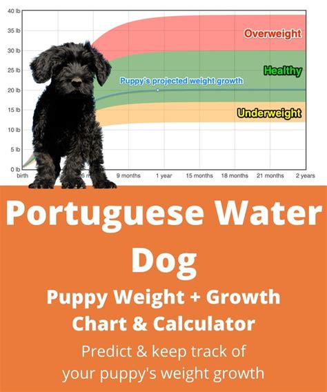 Portuguese Water Dog Weight+Growth Chart 2024 - How Heavy Will My ...