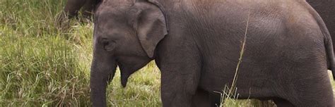 Elephant Conservation Efforts