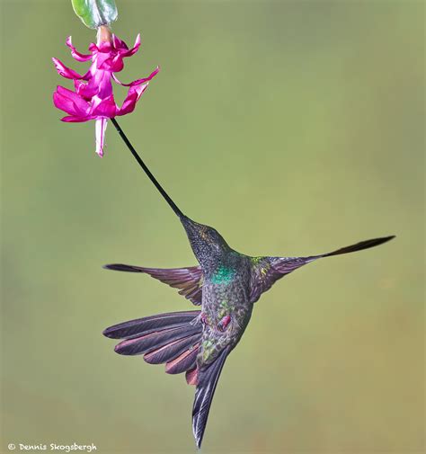 9009 Sword-billed Hummingbird (Ensifera ensifera), Guango Lodge, Ecuador - Dennis Skogsbergh ...