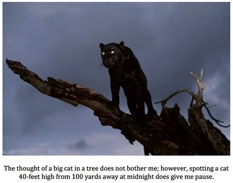 Texas Cryptid Hunter: Still More Black Panther Sightings in Texas