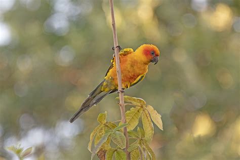 Sun Parakeet in January 2022 by Nereston (Nelinho) Camargo · iNaturalist