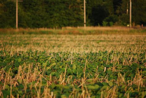 Types of Cover Crops Archives - Page 3 of 7 - Plant Cover Crops