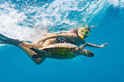 Sea Turtle Snorkeling Experience in Akumal Bay, Playa del Carmen