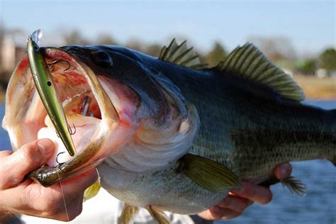 The 10 Best Bass Lures of 2024 - WooFish.com