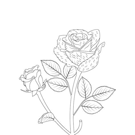 Rose Flower Images Pencil Drawing Easy - Infoupdate.org