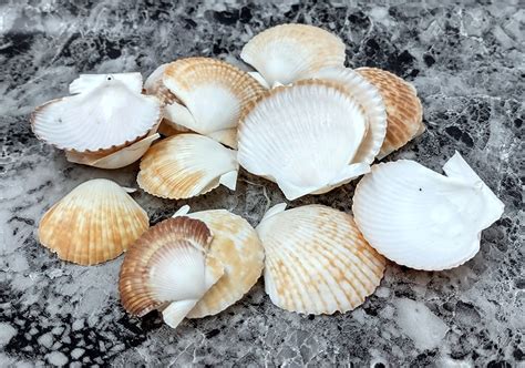 scallop seashells for sale - seashellsupply.com