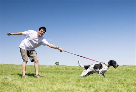 5 Common Dog Training Mistakes and What to Do Instead | The Dog People ...