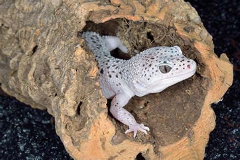 Leopard Gecko Brumation: Everything You Need to Know - Reptile Advisor