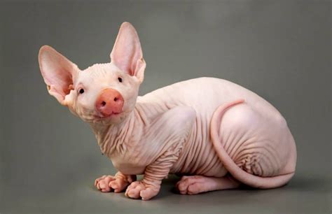 “Hybrid Animals” – Hairless Pit These Animals Got Manipulated On Photoshop, And It's Totally ...