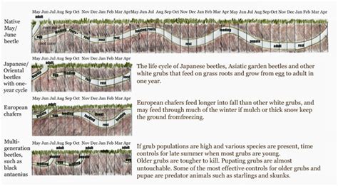 GardenAtoZ - Grub life cycles - Garden A to Z