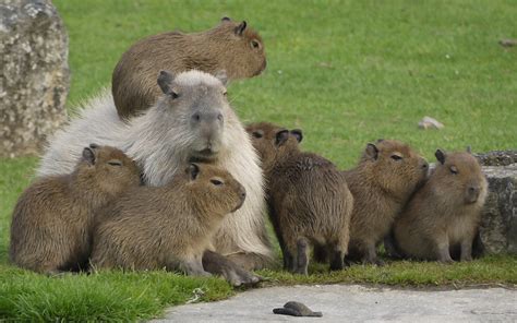 Download Animal Capybara HD Wallpaper