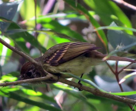 Aves do ParnaA: Cabeçudo