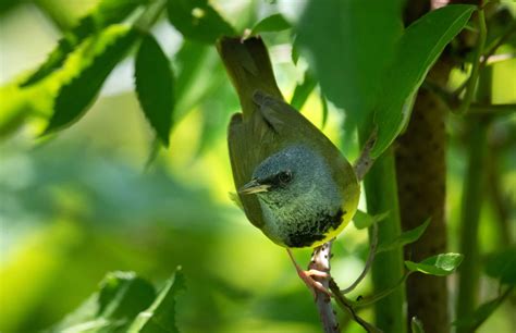 Mourning Warbler | Alabama Ornithological Society