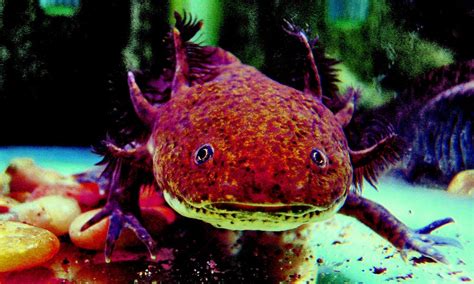 A whole lotta axolotl to love