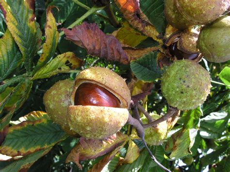 Aesculus hippocastanum L. | Plants of the World Online | Kew Science