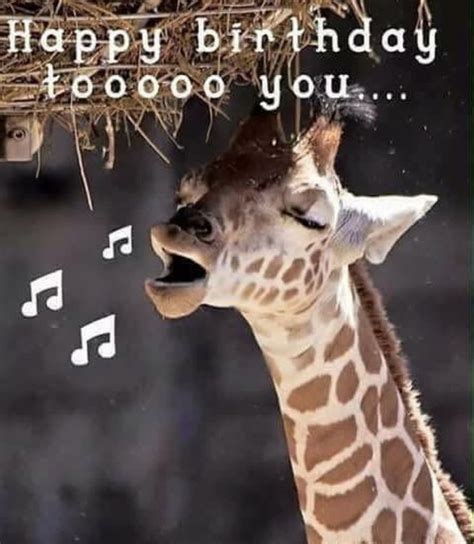 Pin by Halee Reddick on Giraffe. | Happy birthday animals, Happy ...