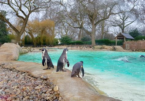 11 tips for visiting London Zoo with kids - mummytravels