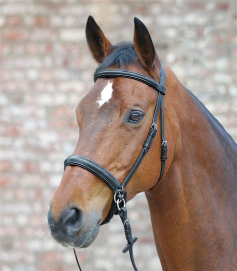 Scawbrig Star Waldhausen | Bitless bridle | Bitless bridle, Horses ...