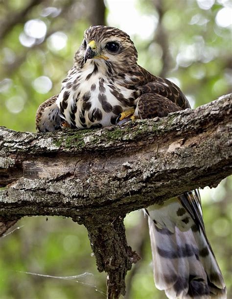 The African Goshawk - Accipiter tachiro, is one of the more common ...