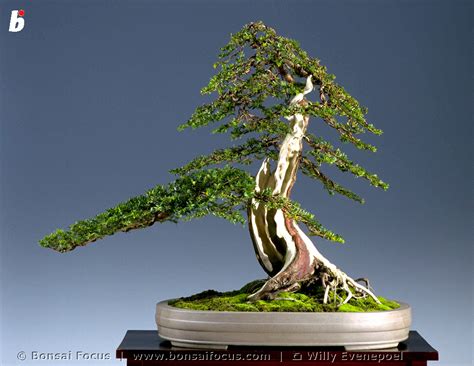 GA-97-89-bonsai-taxus-baccata – Bonsai Today