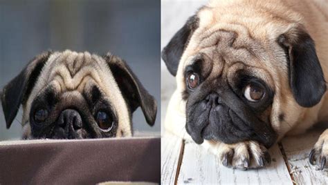 12 Signs Your Pug Is Secretly Mad at You - SonderLives