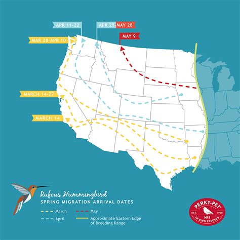 rufous hummingbird migration map | Hummingbird migration, Hummingbird, Humming bird feeders