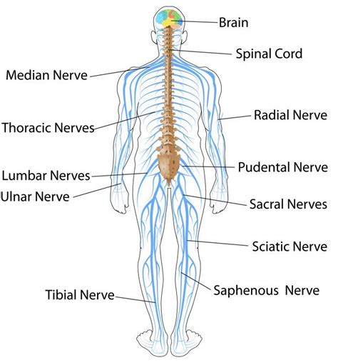 The Nervous System and Sense Organs – ICSE Solutions for Class 10 Biology - A Plus Topper