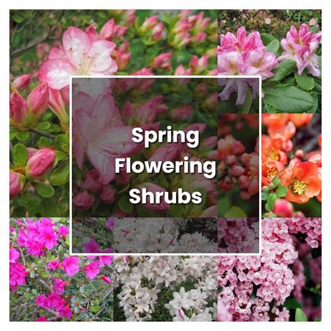 How to Grow Spring Flowering Shrubs - Plant Care & Tips | NorwichGardener