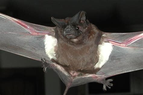 ANTHROPHYSIS: Australian bats show species-specific responses to ...