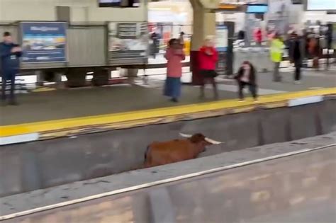 Ricardo the bull wakes in NJ sanctuary after train adventure