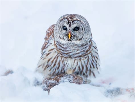 Barred Owl | Audubon Field Guide