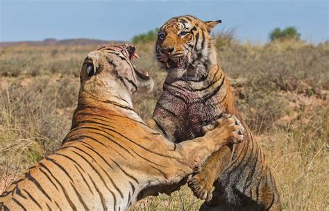 Ken Watkins Male Tigers fight for their territory in Tiger Canyons, Free State, South Africa ...