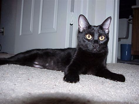 File:Black cat laying.JPG - Wikimedia Commons
