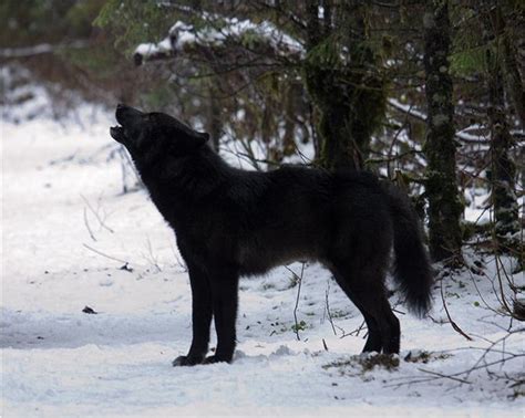 플로리다 검은 늑대(Florida Black wolf) : 네이버 블로그