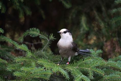 Photos: The stunning biodiversity of Algonquin Provincial Park ...