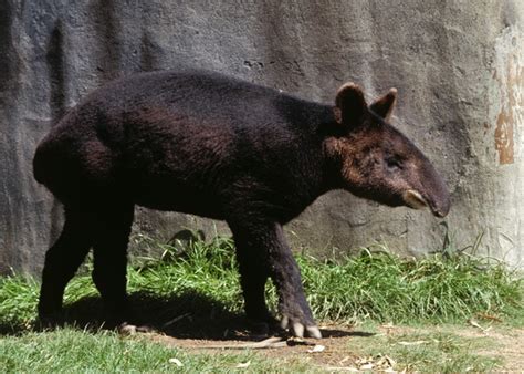 Mountain Tapir | Animal Wildlife