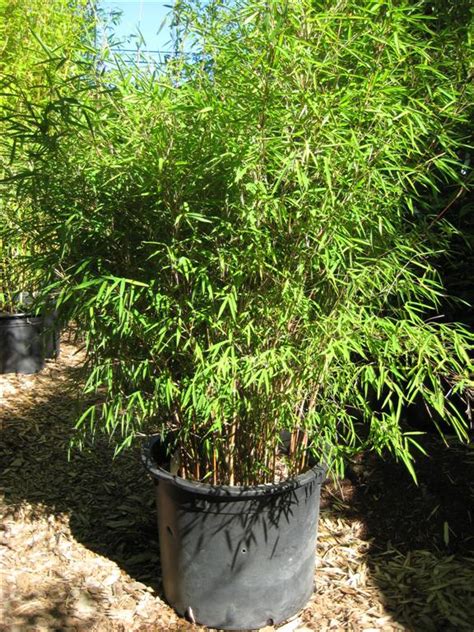 Bamboo Varieties: Clumping Bamboo - Beauty & the Bamboo