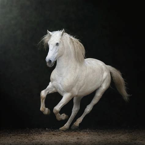 White Horse Galloping #5 by Christiana Stawski